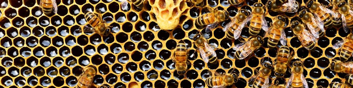 queen-cup-honeycomb-honey-bee-new-queen-rearing-compartment-56876-56876 Detailed view of honey bees on a vibrant honeycomb filled with honey in a beehive.